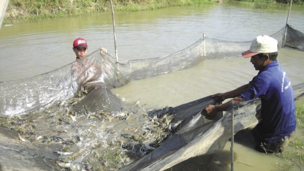 Ngành tôm Việt Nam gặp khó khi truy thu thuế trứng Artemia